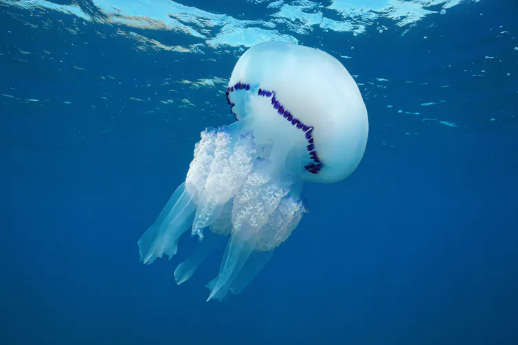 A barrel jellyfish underwater in the Mediterranean sea.