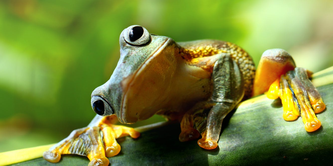 Foul and loathsome' or jewels of the natural world? The complicated history  of human-frog relations