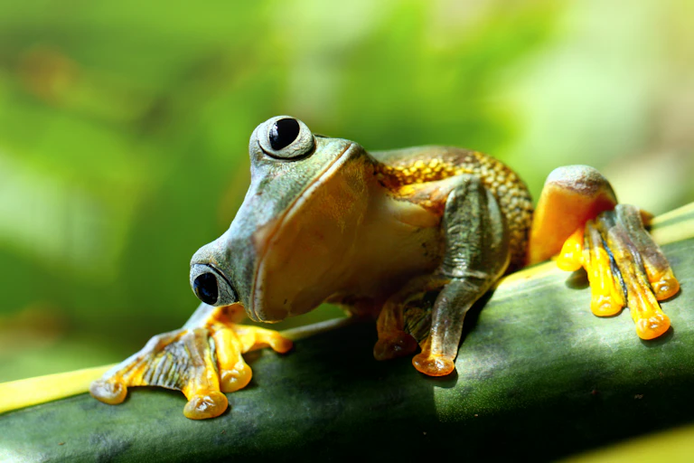 A frog peers into the camera lens.