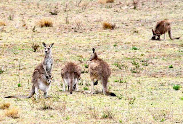 Photo of several kangaroos in a grassy field.