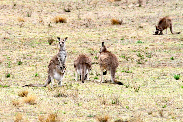 Photo of several kangaroos in a grassy field.