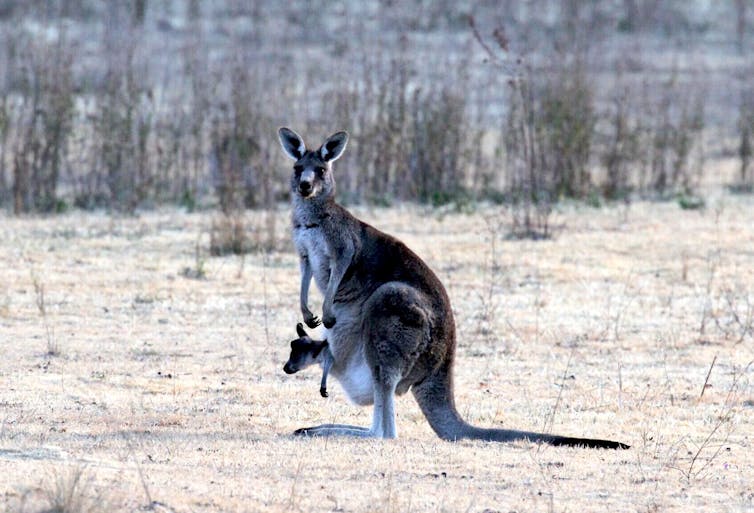 A photo of a kangaroo with a joey in her pouch