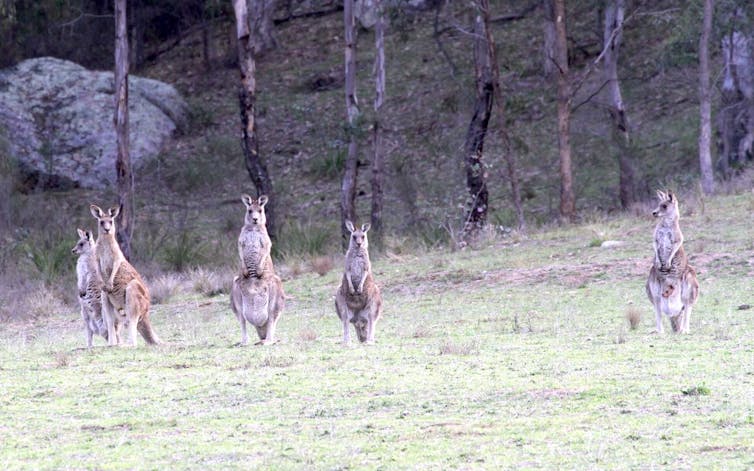 A photo of several kangaroos