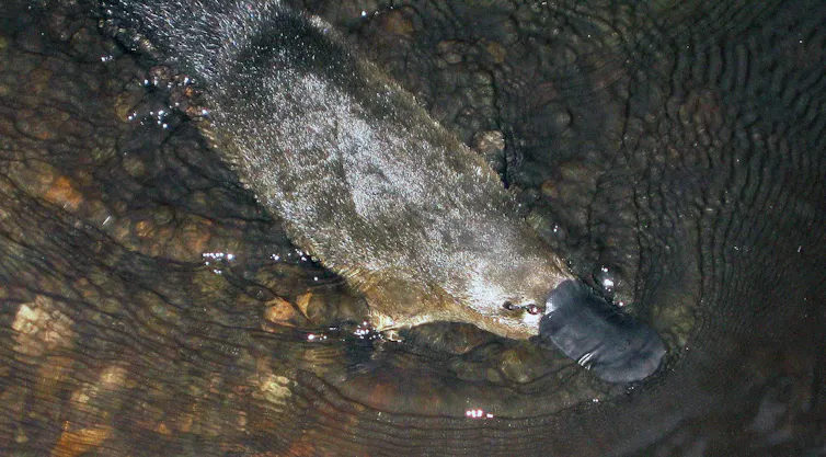 A platypus swimming.
