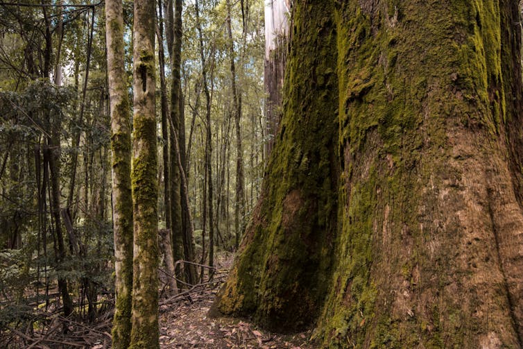 old growth forest trees