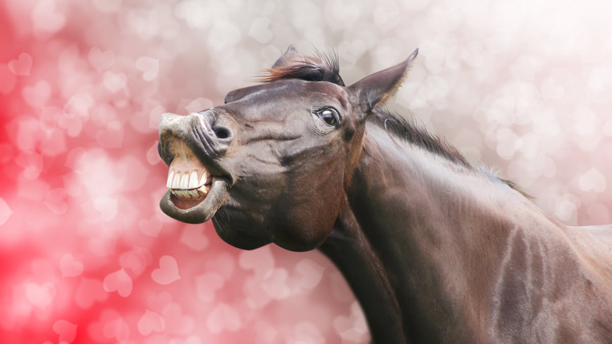 Oh Neigh Doping Rules Designed For Humans Are Not Fit For Horses Oh Neigh Doping Rules Designed For Humans Are Not Fit For Horses