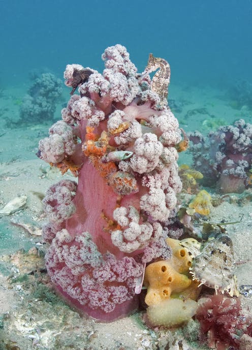 Sex life discovery raises IVF hope for endangered purple cauliflower soft coral