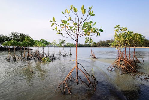 'Nature positive' isn't just planting a few trees – it's actually stopping the damage we do