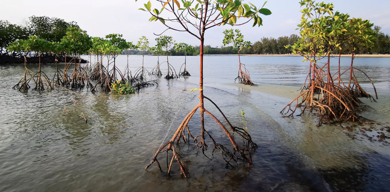 Positive Tree Picture ‘Nature positive’ isn’t just planting a few trees – it’s actually ...