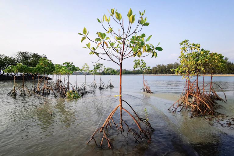young mangroves