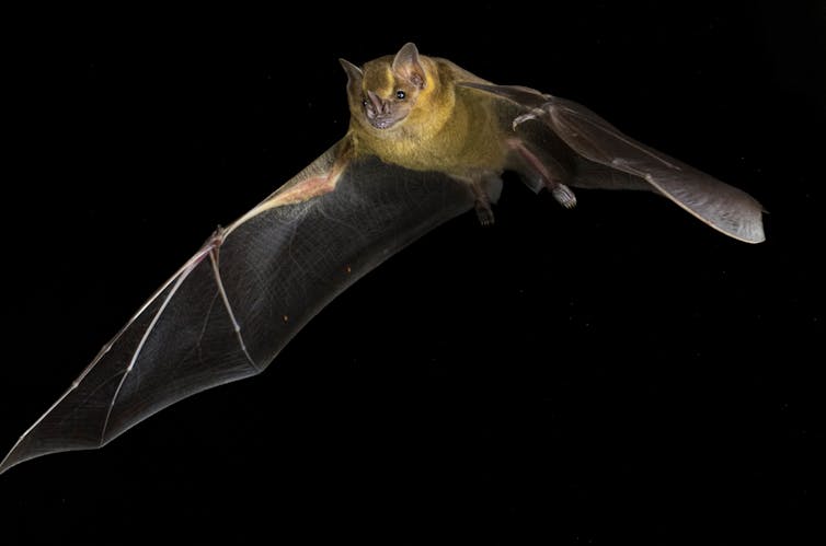 Descubren por qué los murciélagos apenas padecen cáncer