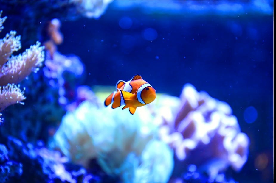 A white and orange clownfish swims alone in a tank