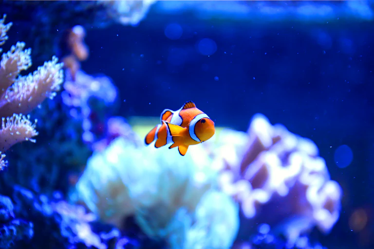 A white and orange clownfish swims alone in a tank