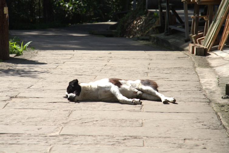 Perro asilvestrado en un pueblo chino