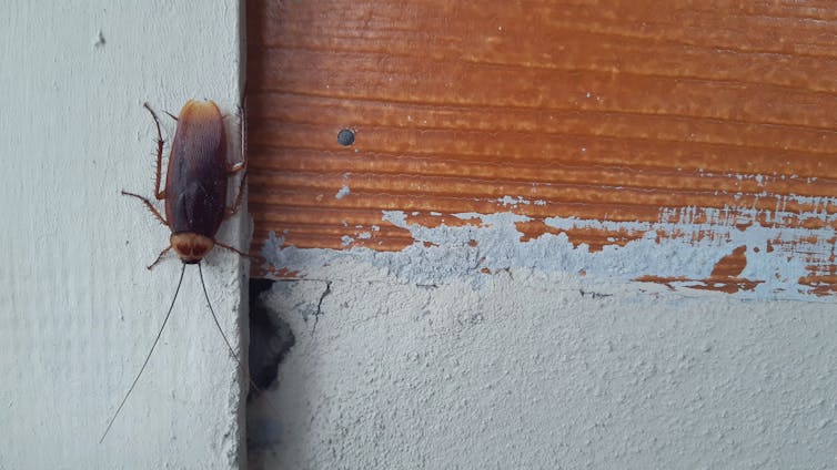 A cockroach standing on a white door trim facing downwards.