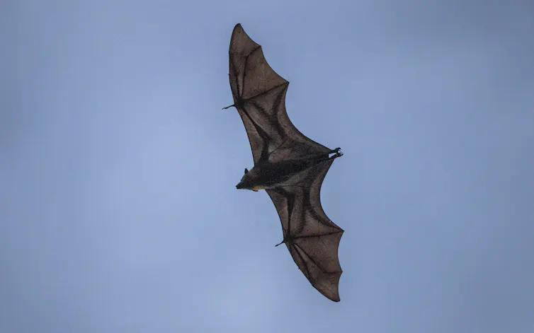 Um imenso morcego plana, de asas abertas