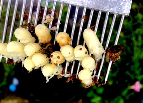 Australia has officially given up on eradicating the Varroa mite. Now what?