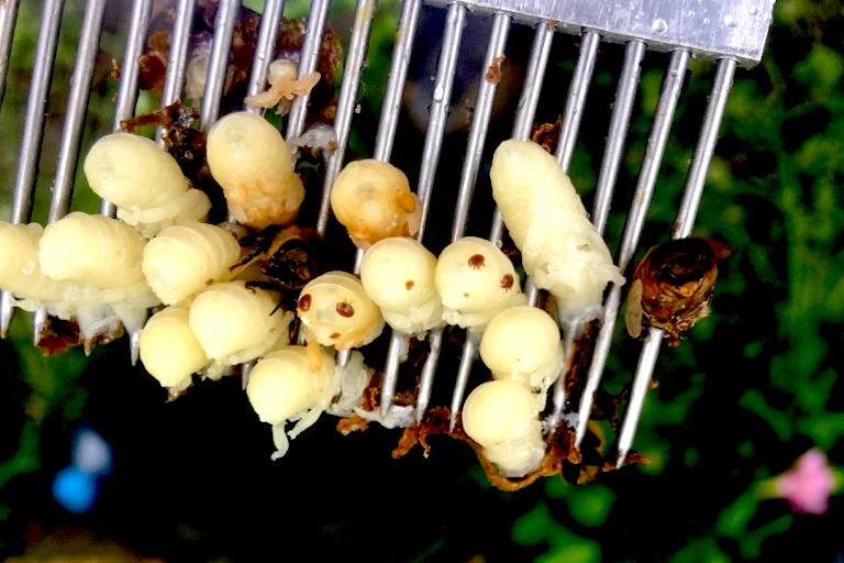 Close-up of yellowish bee pupae with little red dots on them