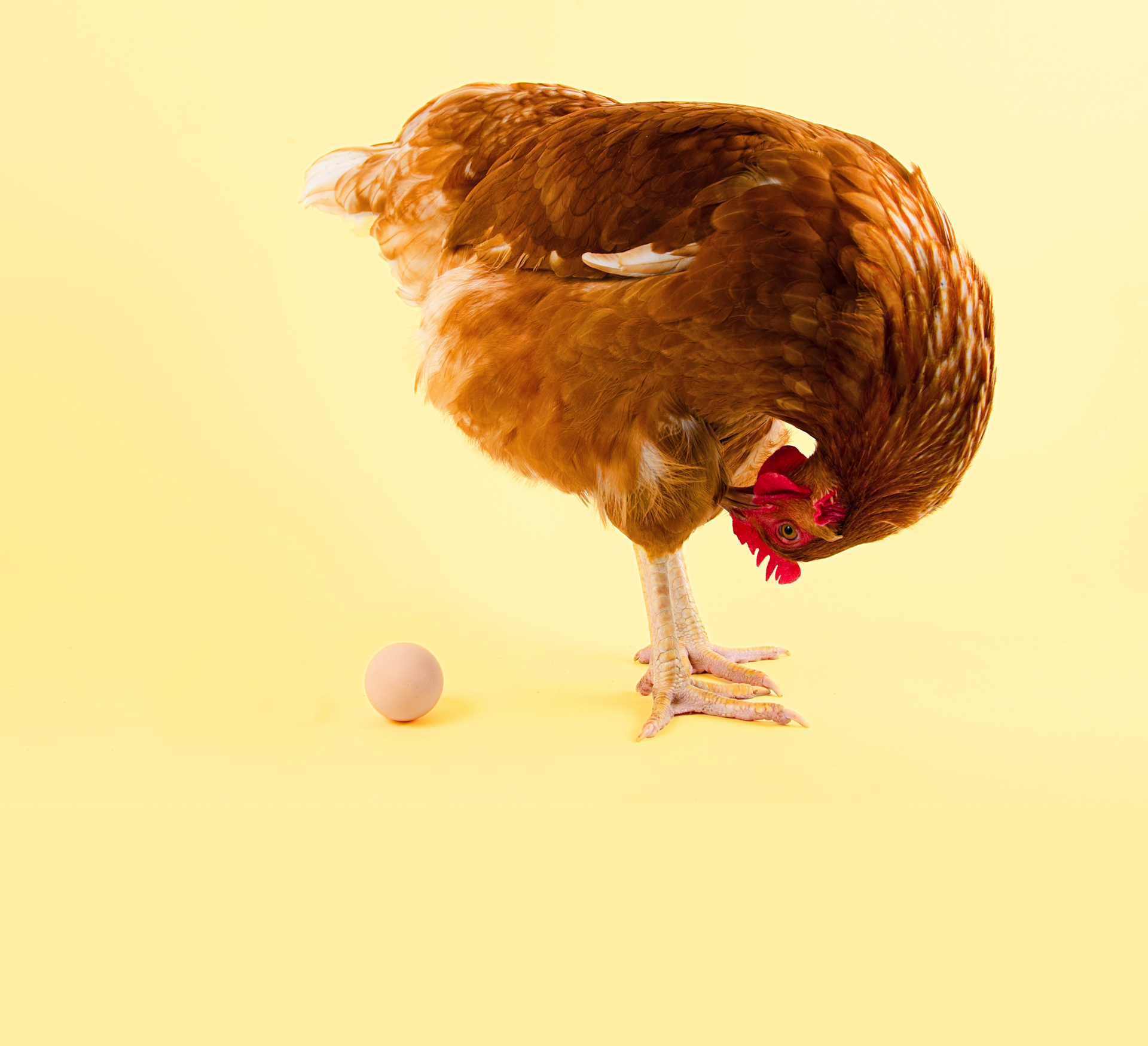 Curious Kids: What Came First, The Chicken Or The Egg?