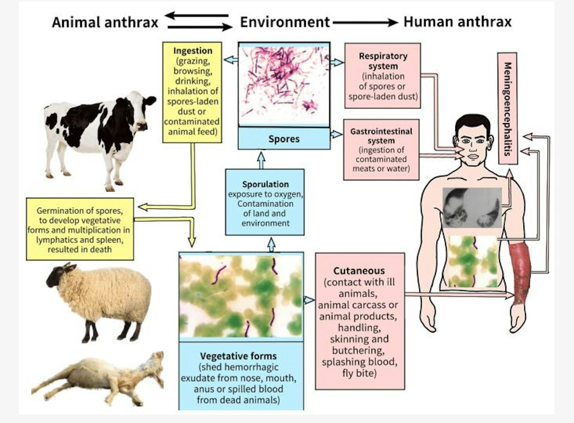 Antraks akan terus mengintai selama pemotongan hewan di luar pusat penyembelihan masih marak