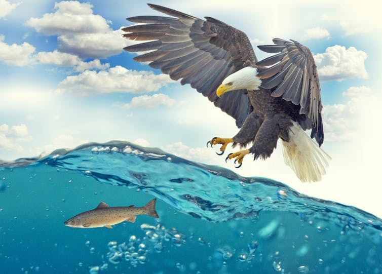 Dibujo de un águila cazando un pez
