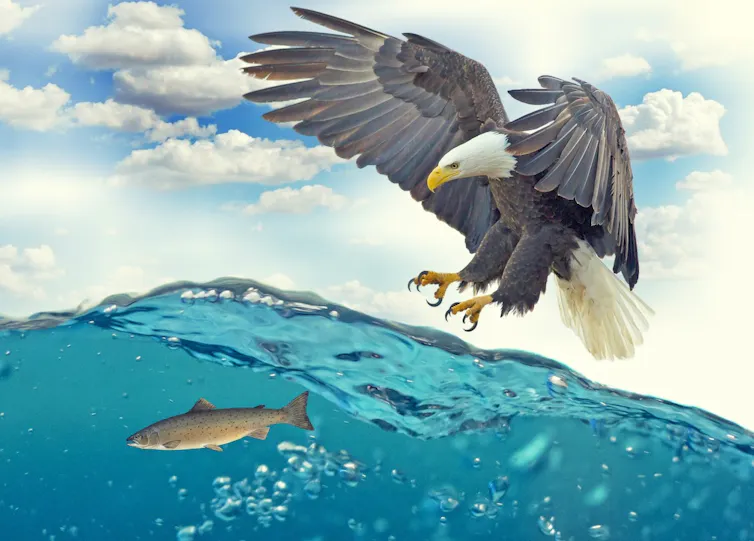 Dessin d'un aigle chassant un poisson
