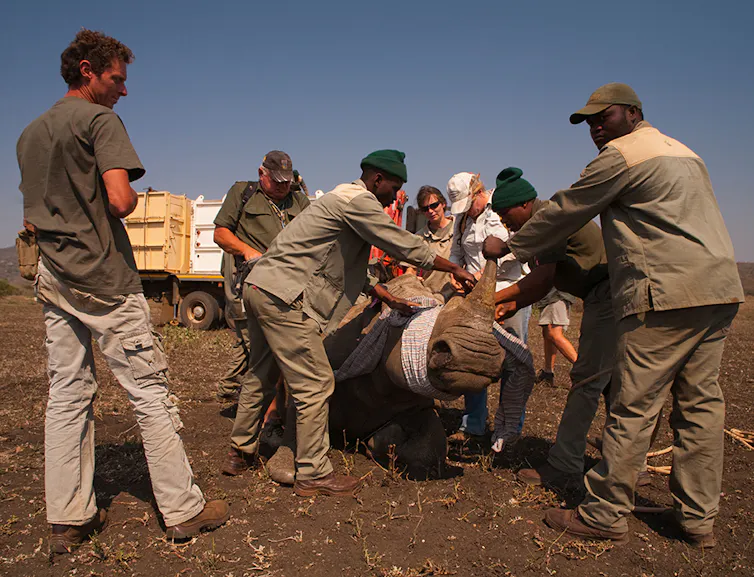 A rhino with its eyes bound surrounded by a group of people.
