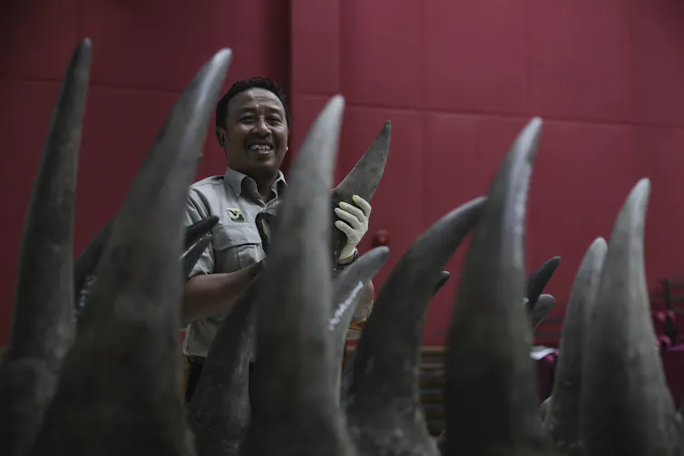 A ranger holding a rhino horn and surrounded by other seized horns.