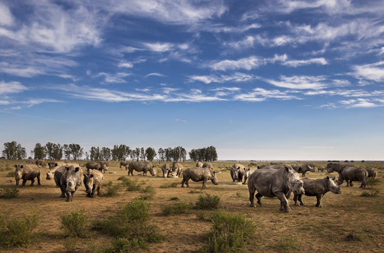 An African plain with several rhino.