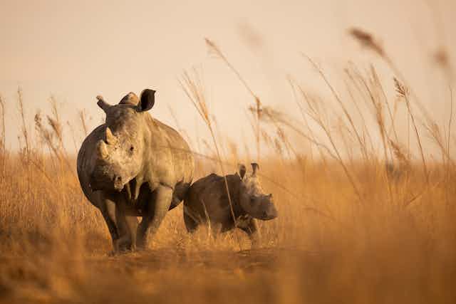 An adult rhino with a juvenile rhino in tall grass.