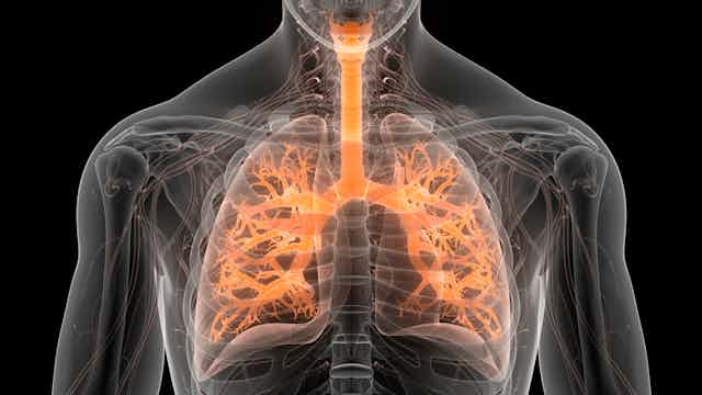 Image of a person's chest showing lungs and airways as well as skeleton.