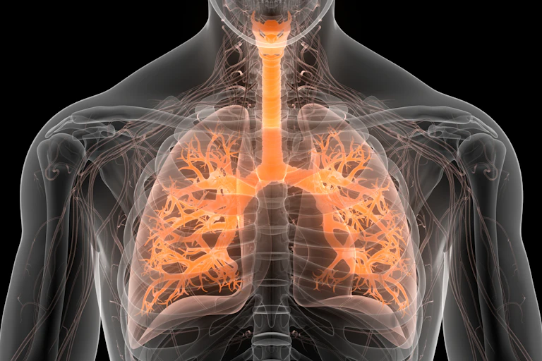 Image of a person's chest showing lungs and airways as well as skeleton.