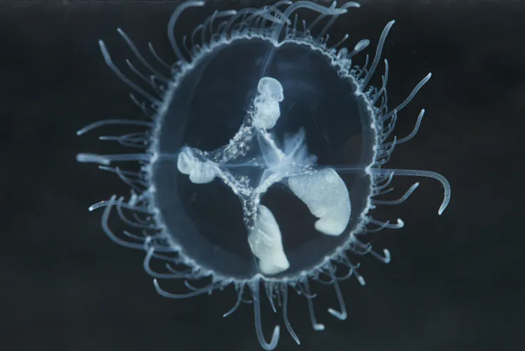 An image of the Peach Blossom Jellyfish.