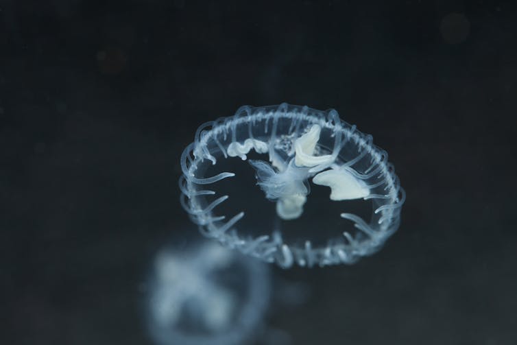 A small jellyfish seen in the foreground with another in the back.