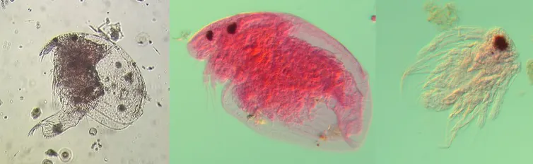 Microcrustaceans in the Pyrenees