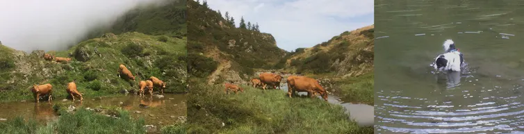Cows and dog