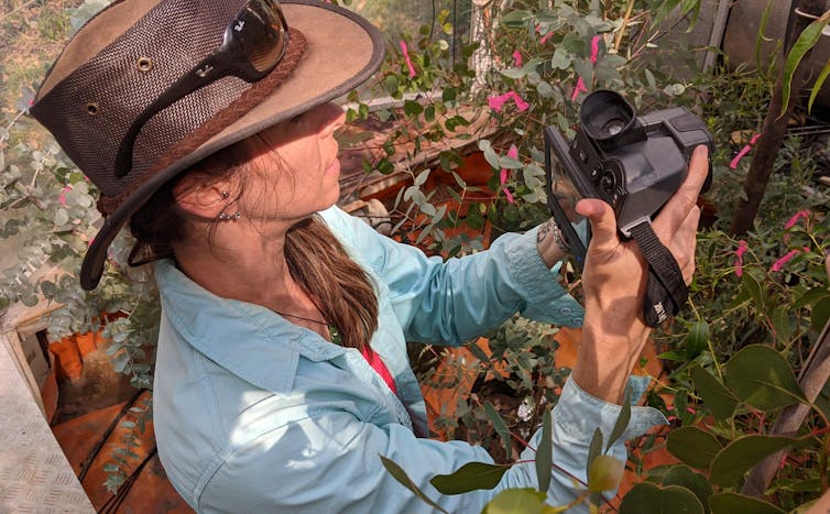 Closeup photo showing Renee Prokopavicius using a thermal camera to measure leaf temperature