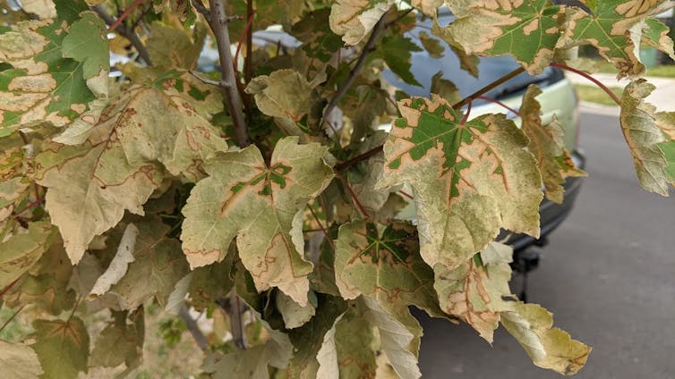 Closeup photo showing heat damage in maple leaves, which are especially vulnerable because they are large and thin