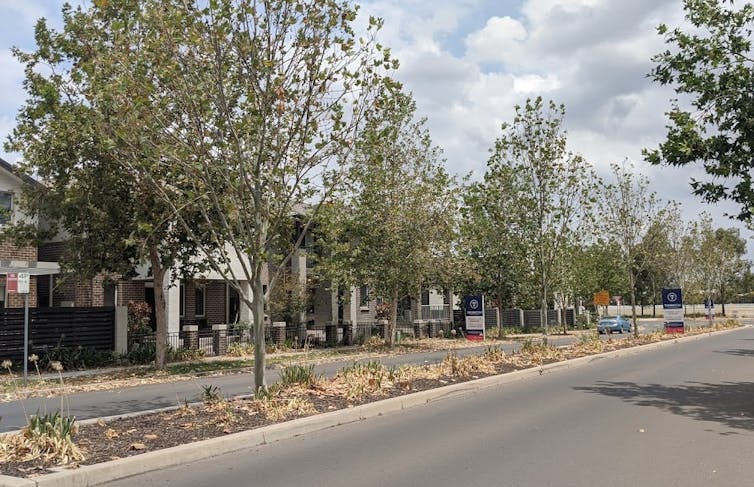 A photo of a city street in western Sydney showing London plane trees with scorched leaves during the 2019-20 summer.