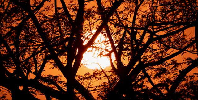 Hot sun in a burnt orange sky, seen through leafy tree branches, illustrating how extreme heat effects trees