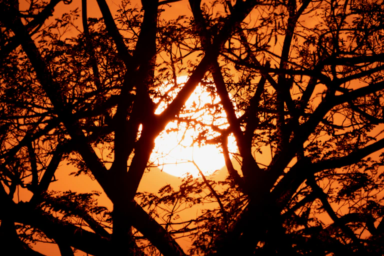 Hot sun in a burnt orange sky, seen through leafy tree branches, illustrating how extreme heat effects trees