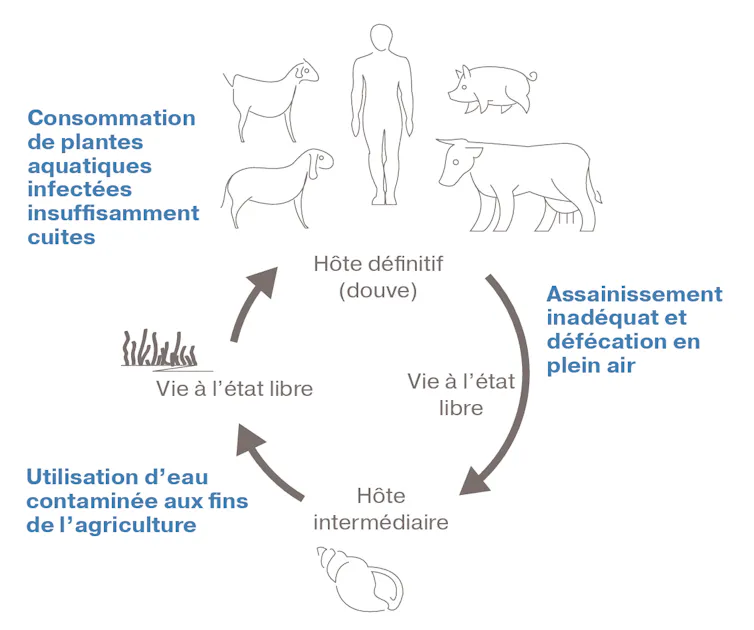 Schéma du cycle de la grande douve du foie (Fasciola hepatica)