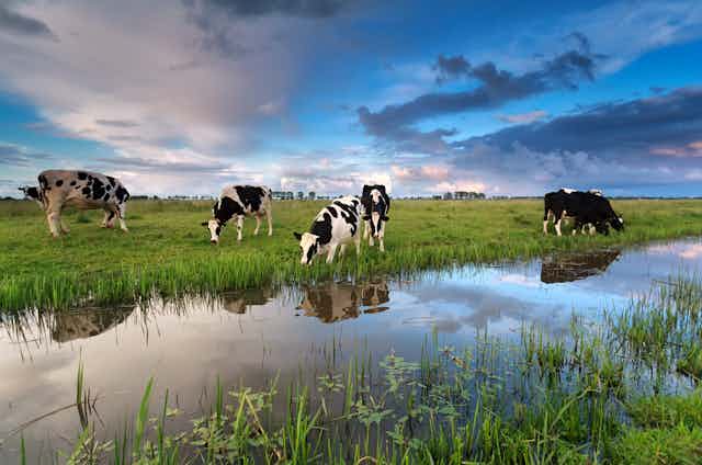 Photos de vaches paissant à proximité d’un point d’eau.