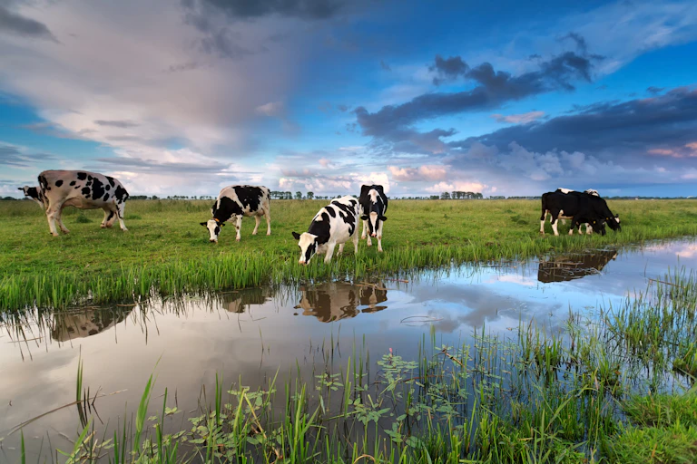 Photos de vaches paissant à proximité d’un point d’eau.