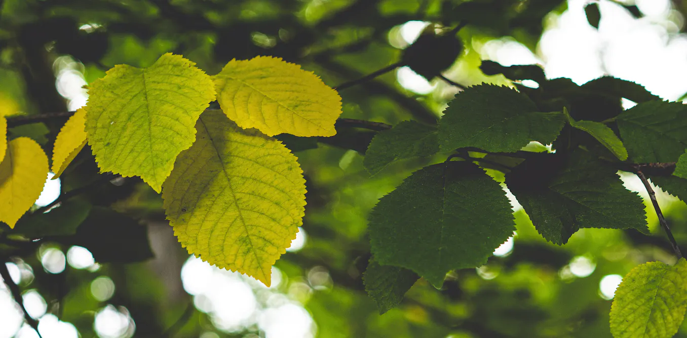 Forêts et parasites invasifs : et si on se trompait de suspect ? Forêts et parasites invasifs : et si on se trompait de suspect ?