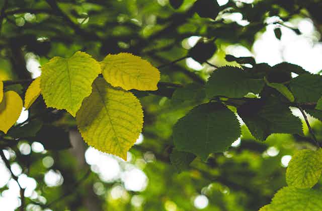 Des feuilles d'orme dans un arbre.