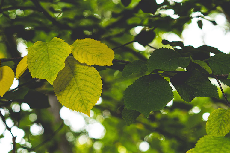 Des feuilles d'orme dans un arbre.