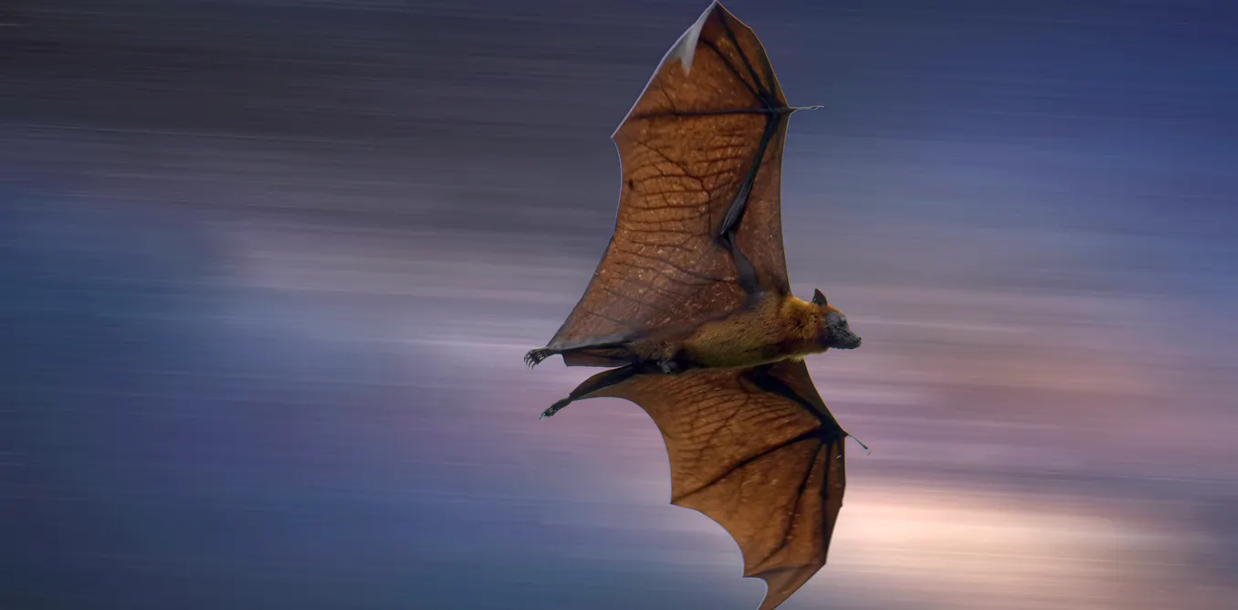 Comment le virus Nipah se transmet ou non à l’homme Comment le virus Nipah se transmet ou non à l’homme