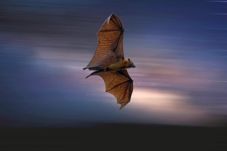 Chauve souris Pteropus volant
