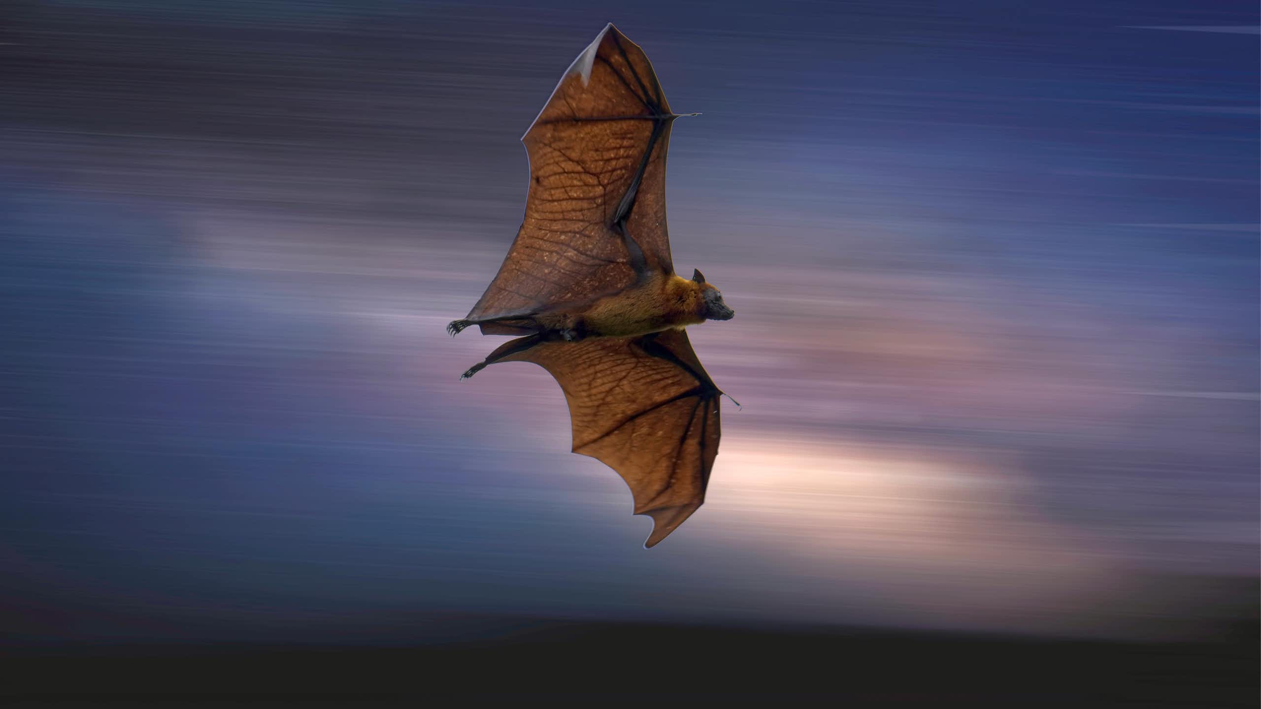 Chauve souris Pteropus volant